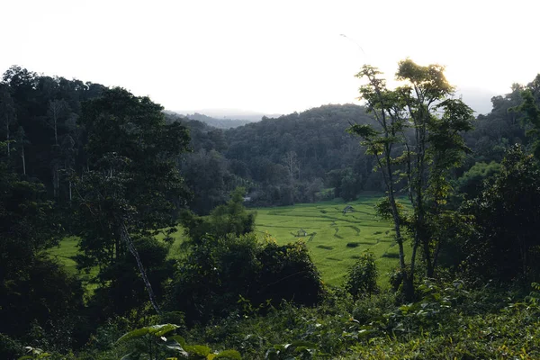 Paisaje Campo Arroz Con Cáscara Asia —  Fotos de Stock