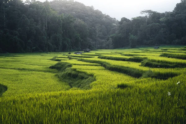 Краєвид Рисове Поле Падді Азії — стокове фото