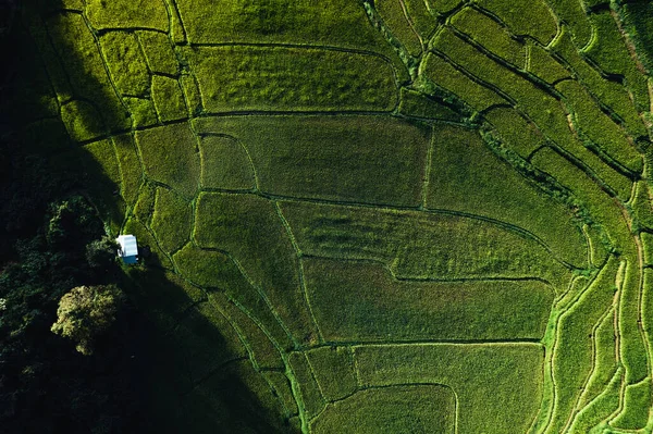 Paisaje Campo Arroz Con Cáscara Asia —  Fotos de Stock