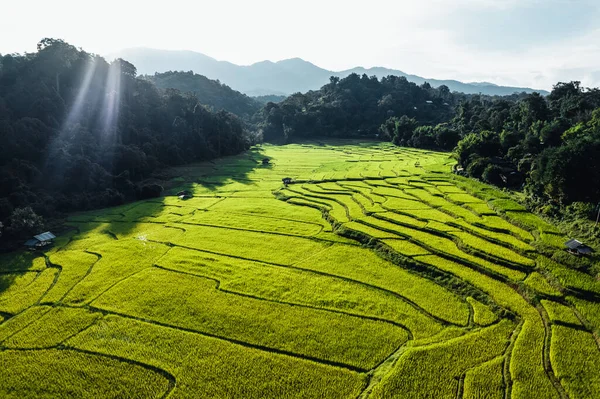 Landscape Paddy Rice Field Asia — Stock Photo, Image