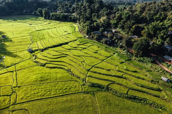 Paisaje Campo Arroz Con Cáscara Asia —  Fotos de Stock