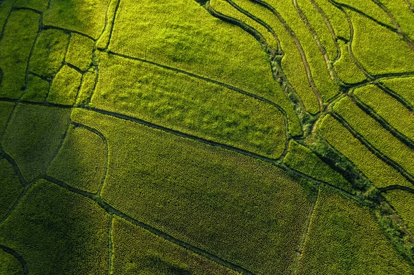 Paisaje Campo Arroz Con Cáscara Asia —  Fotos de Stock