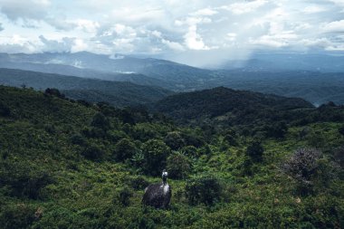 Sabahları dağlardaki çam ormanları insansız hava aracının üzerinde şekillenir.