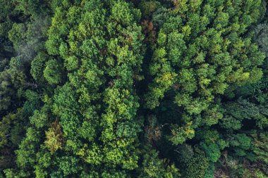 Sabahları dağlardaki çam ormanları insansız hava aracının üzerinde şekillenir.