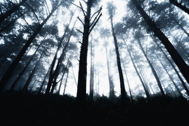 Dağlarda çam ormanı sabah, Güney Asya kışı