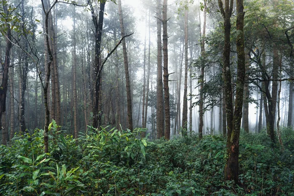 Fenyőerdő Hegyekben Reggel Dél Ázsia Tél — Stock Fotó