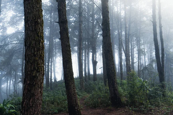 Floresta Pinheiro Nas Montanhas Pela Manhã Inverno Sul Ásia — Fotografia de Stock