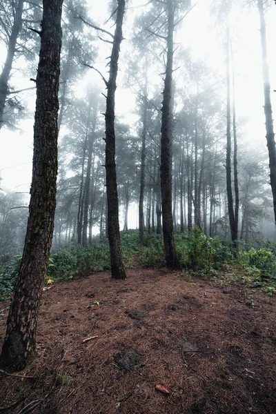 Floresta Pinheiro Nas Montanhas Pela Manhã Inverno Sul Ásia — Fotografia de Stock