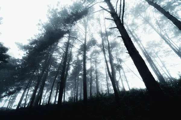 Dağlarda Çam Ormanı Sabah Güney Asya Kışı — Stok fotoğraf