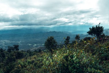 Asya 'daki çam ağaçları, sisli bir günde ormana giden yol.