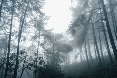 Asya 'daki çam ağaçları, sisli bir günde ormana giden yol.
