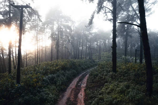 Forêt Pins Asie Route Dans Forêt Par Une Journée Brumeuse — Photo