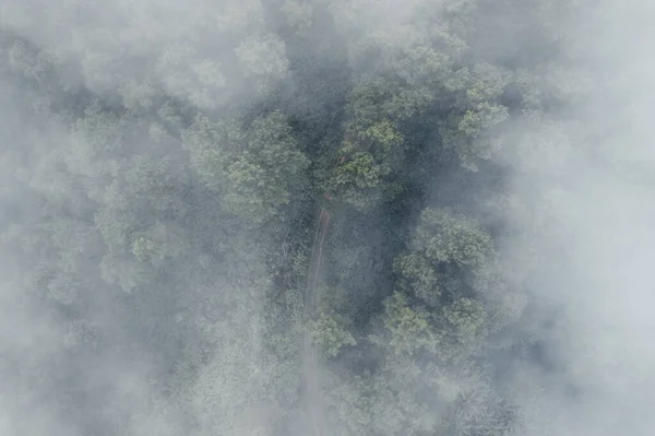Forêt Pins Asie Route Dans Forêt Par Une Journée Brumeuse — Photo