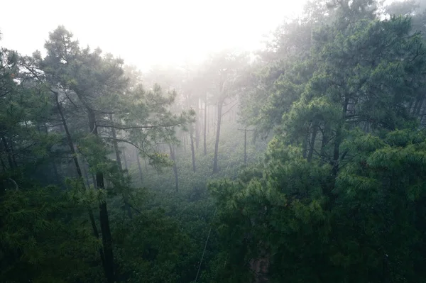 Bosque Pino Asia Camino Hacia Bosque Día Niebla — Foto de Stock