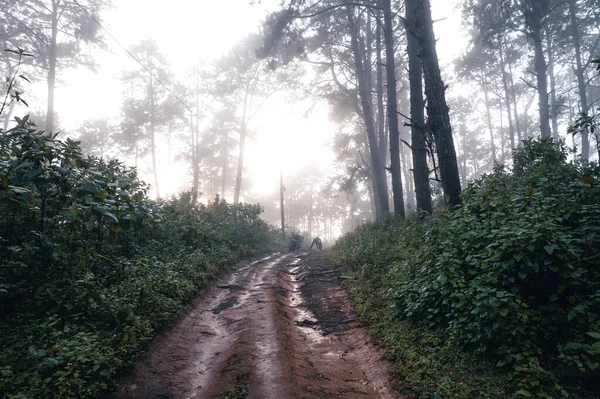 Lesní Borovice Asii Cesta Lesa Mlhavého Dne — Stock fotografie