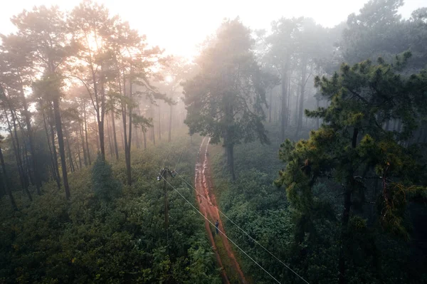 Bosque Pino Asia Camino Hacia Bosque Día Niebla — Foto de Stock