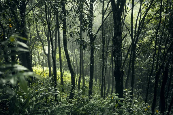 Bosque Pino Asia Camino Hacia Bosque Día Niebla — Foto de Stock