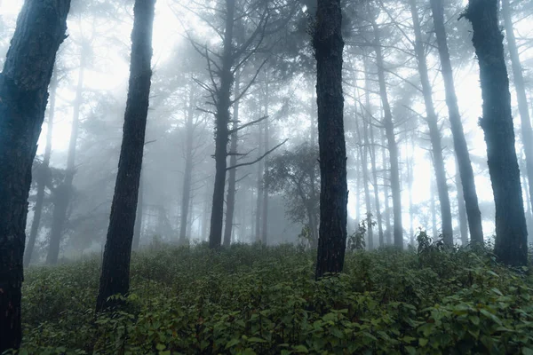 Лісова Сосна Азії Дорога Ліс Туманний День — стокове фото