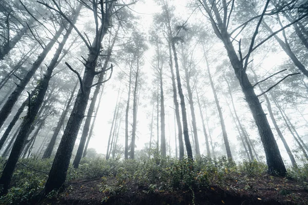 Skog Tall Asien Väg Skogen Dimmig Dag — Stockfoto