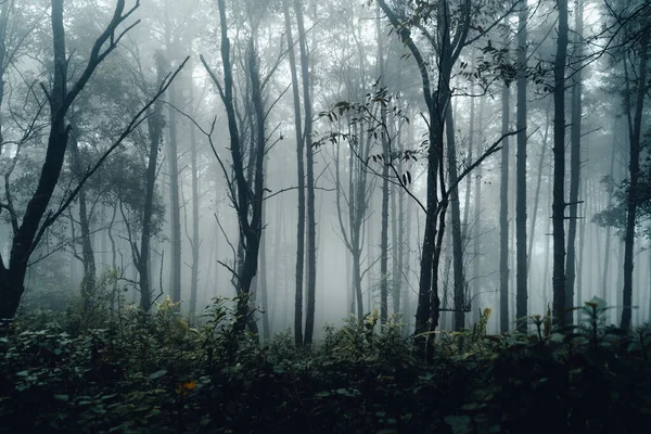 Forêt Pins Asie Route Dans Forêt Par Une Journée Brumeuse — Photo