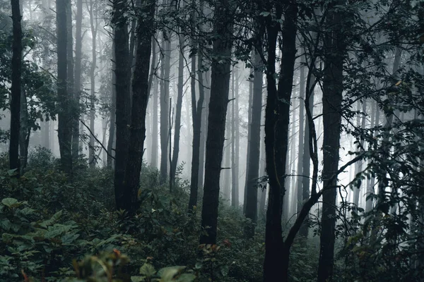 Asya 'daki çam ağaçları, sisli bir günde ormana giden yol.