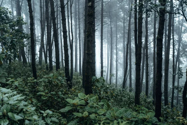 Bosque Pino Asia Camino Hacia Bosque Día Niebla —  Fotos de Stock