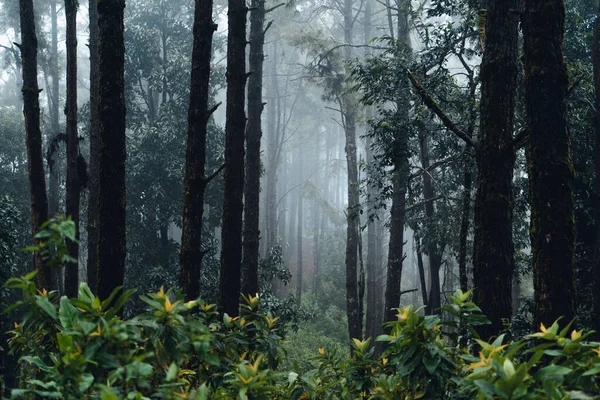 Floresta Pinho Ásia Estrada Para Floresta Dia Nebuloso — Fotografia de Stock