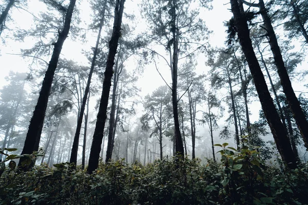 Forêt Pins Asie Route Dans Forêt Par Une Journée Brumeuse — Photo