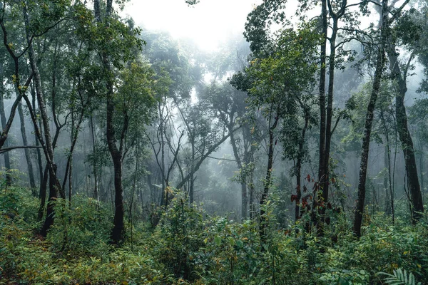 Erdő Fenyő Ázsiában Erdőbe Egy Ködös Napon — Stock Fotó
