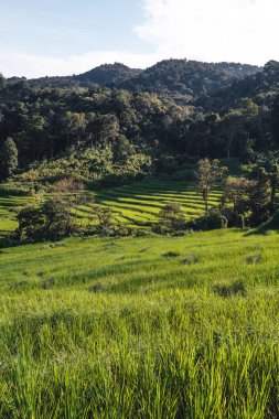 Asya 'daki Paddy pirinç tarlası
