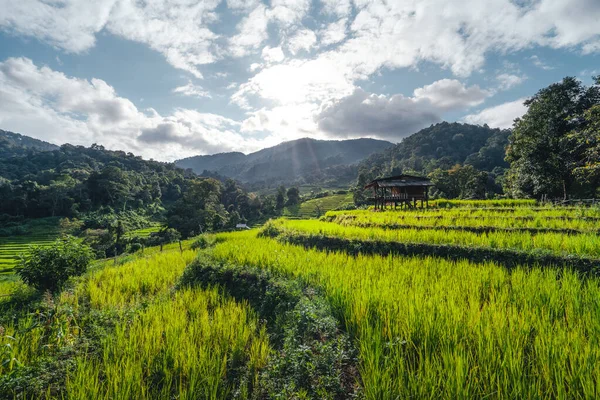 Landscape Paddy Rice Field Asia — Stock Photo, Image