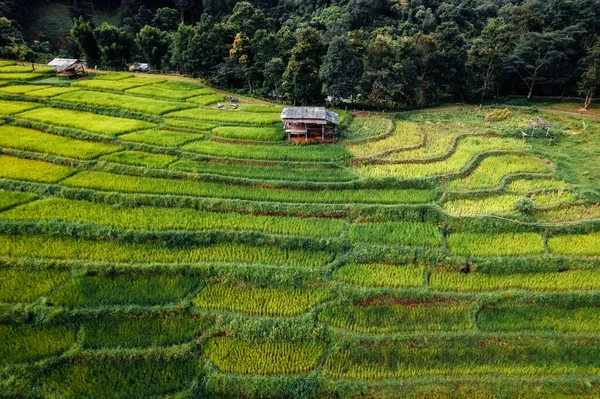 Les Rizières Vertes Saison Des Pluies Campagne — Photo