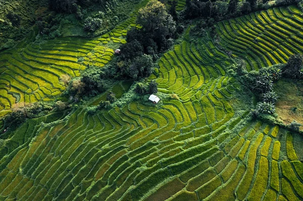 Green Rice Fields Rainy Season Countryside — Stock Photo, Image