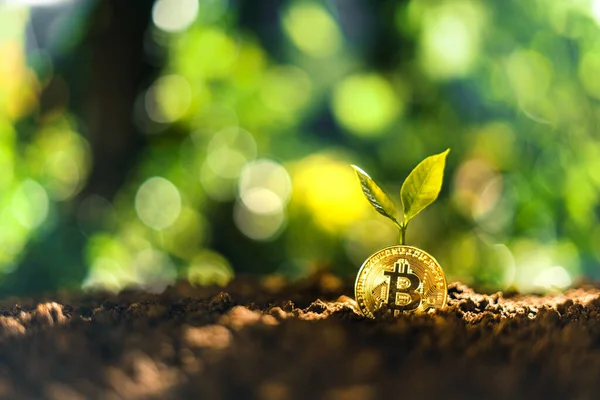 stock image Bitcoin coins on the ground and leaves grow.