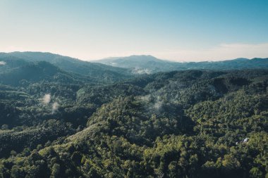 Sabahları ormanın yüksek açılı manzarası ve sisli havası.