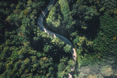 Sabahları ormanın yüksek açılı manzarası ve sisli havası.