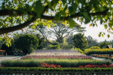 Parktaki bahar bahçeleri ve sabah geç saatlerde patikalar boyunca..