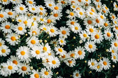 Beyaz papatyalar çiçek açıyor, çiçek desenleri, çiçek desenleri..