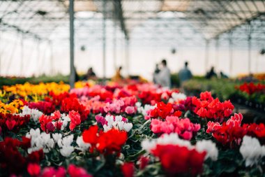 Çiçek serası baharda çiçek açıyor..
