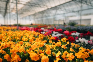 Çiçek serası baharda çiçek açıyor..