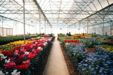 Çiçek serası baharda çiçek açıyor..