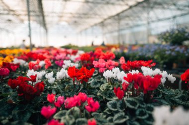Çiçek serası baharda çiçek açıyor..