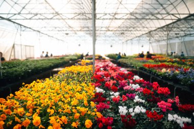 Çiçek serası baharda çiçek açıyor..