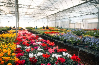 Çiçek serası baharda çiçek açıyor..