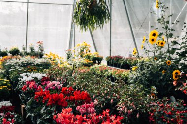 Renkli mevsimlik çiçeklerle dolu modern bir seranın iç manzarası..
