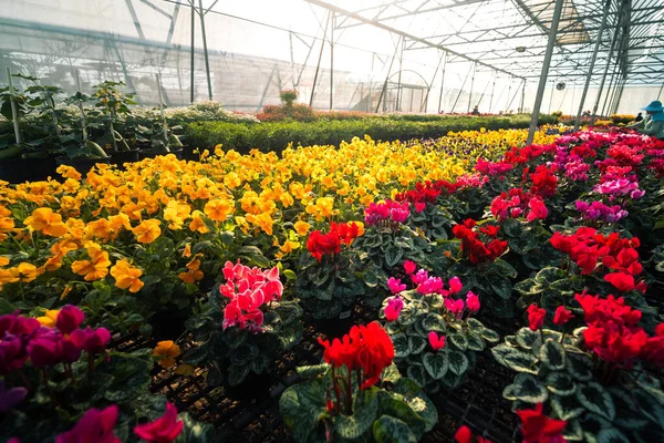 Ticari bir serada yetişen çeşitli renkli saksı çiçeklerinin perspektifi. Görüntü canlı sarı menekşeler ve satılmaya hazır düzenli sıralar halinde kırmızı çiçekler içeriyor..