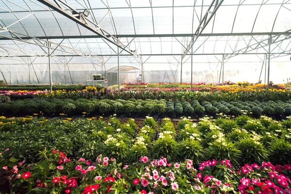 Büyük bir çiçek çiftliği serasının panoramik manzarası. Beyaz bir çatı altında begonyalar ve kadife çiçekleri de dahil olmak üzere sonsuz sayıda saksı bitkisi. Toptan tarım ve çiçek endüstrisi kavramı.