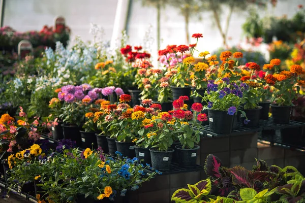 Raflardaki siyah plastik kaplarda çeşitli çiçek açan bitkilerin görüntüsü. Resimde renkli zinyalar, mor menekşeler ve bir bitki yetiştirme dükkanında coleus yaprakları yer alıyor. Açık hava bahçe pazarı kavramı.
