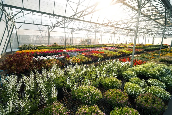 Büyük bir sanayi serasının geniş açılı görüntüsü yatak bitkileriyle dolu. Çelik çatı yapısında parlayan güneş ışığı bitkilerin büyümesi için parlak ve havadar bir atmosfer yaratır..