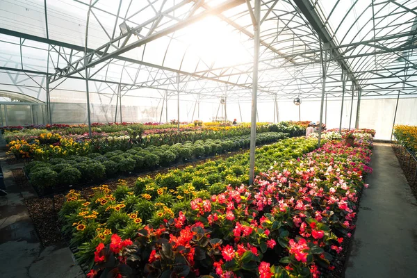 Büyük bir sanayi serasının geniş açılı görüntüsü yatak bitkileriyle dolu. Çelik çatı yapısında parlayan güneş ışığı bitkilerin büyümesi için parlak ve havadar bir atmosfer yaratır..